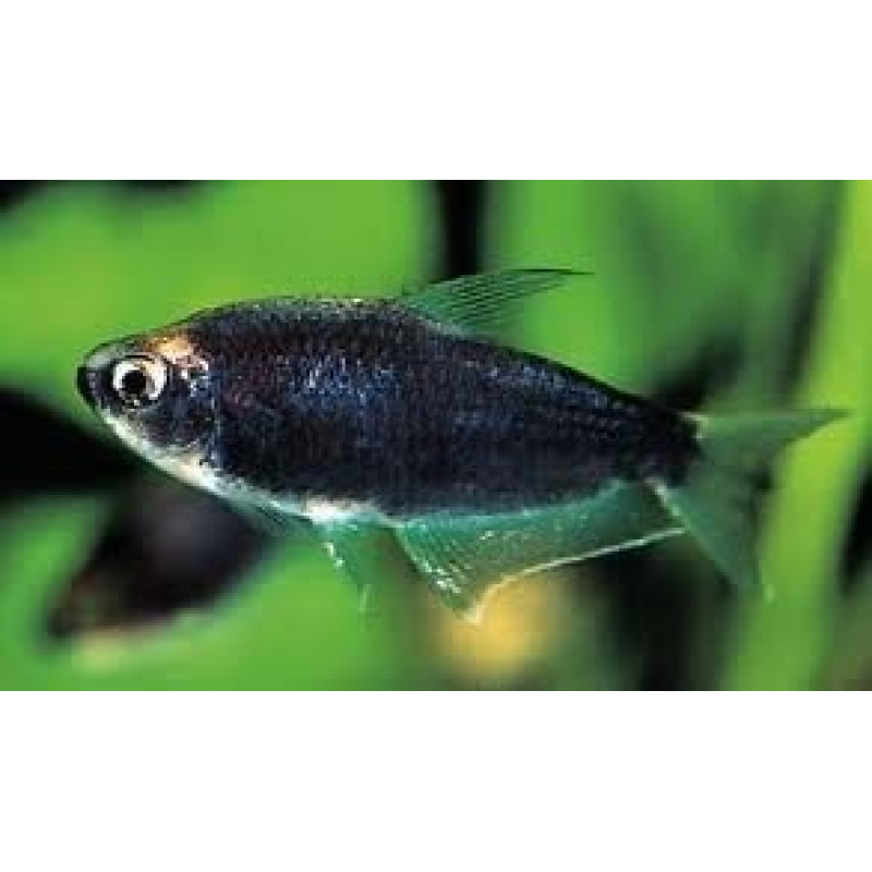 Zwarte Keizertetra 2,5-3cm